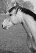 Tierbild