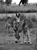 Tierbild