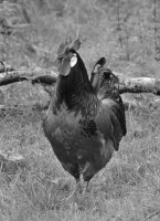 Tierbild