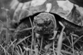 Tierbild