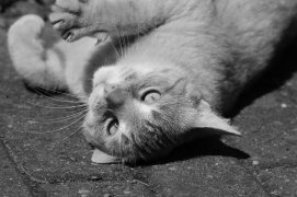 Tierbild