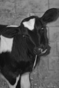 Tierbild