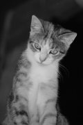 Tierbild